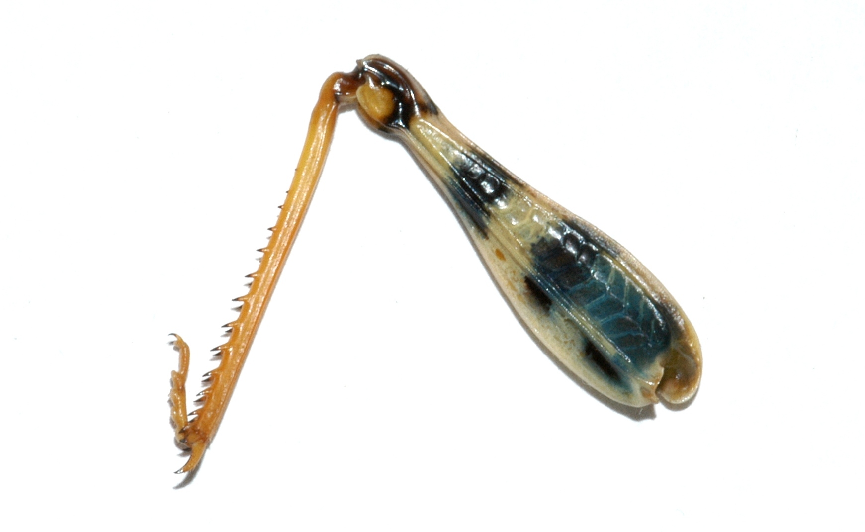 Fig. 4, inner hind femur