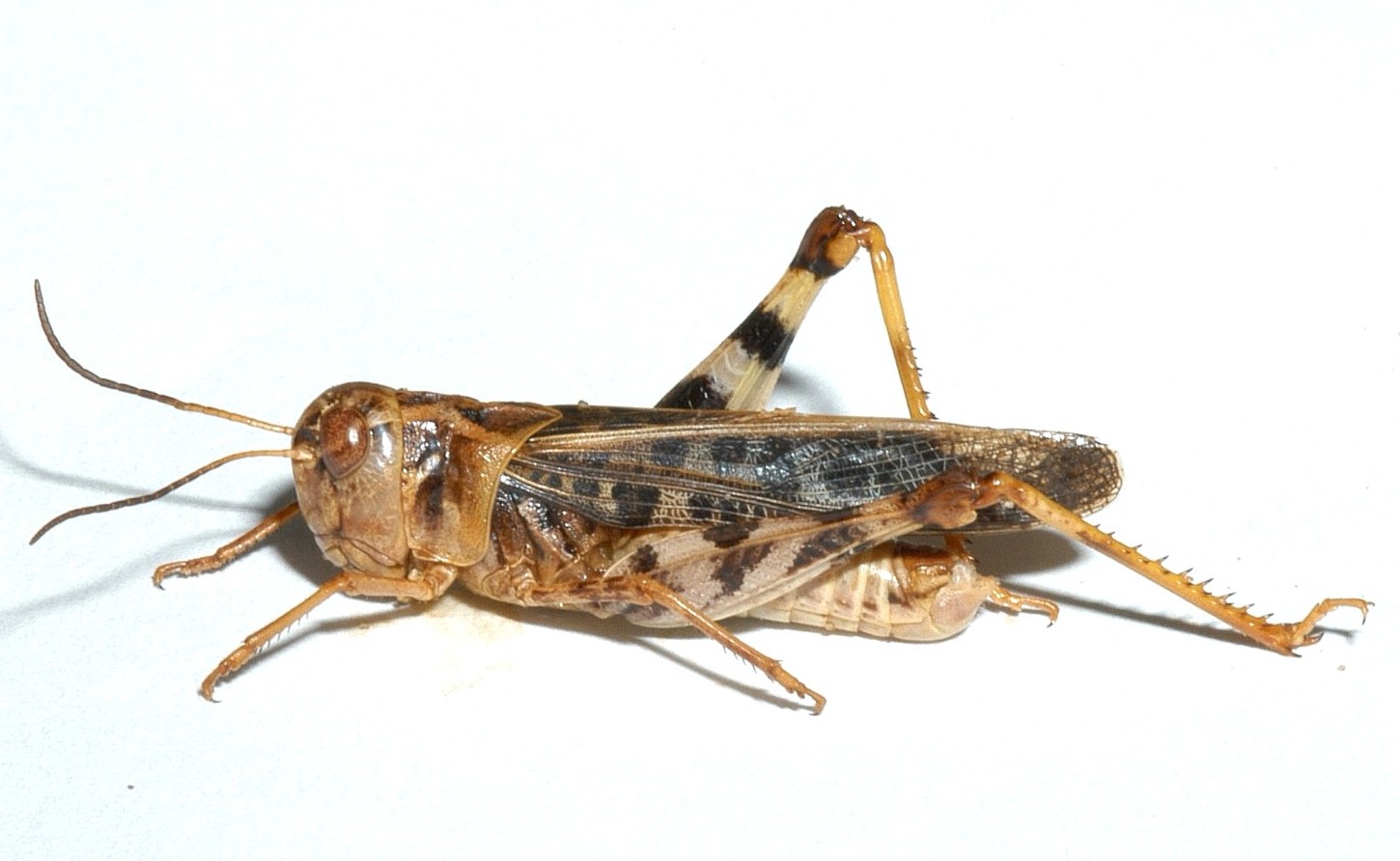 Fig.1, adult male