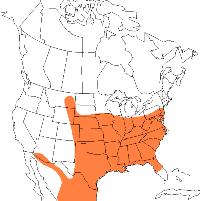 Geographic range of  Hippiscus ocelote  (Saussure)