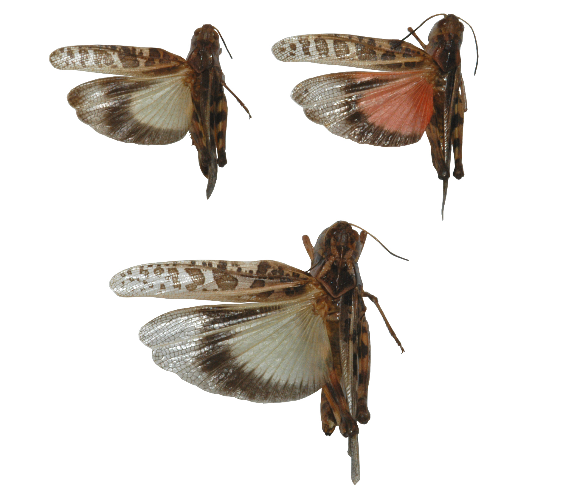 Fig. 5, extended wings