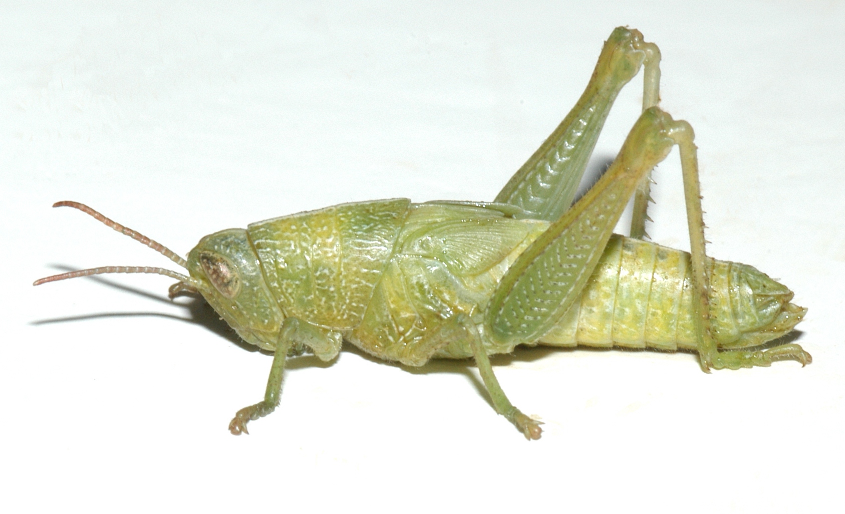 Fig. 2, fifth instar