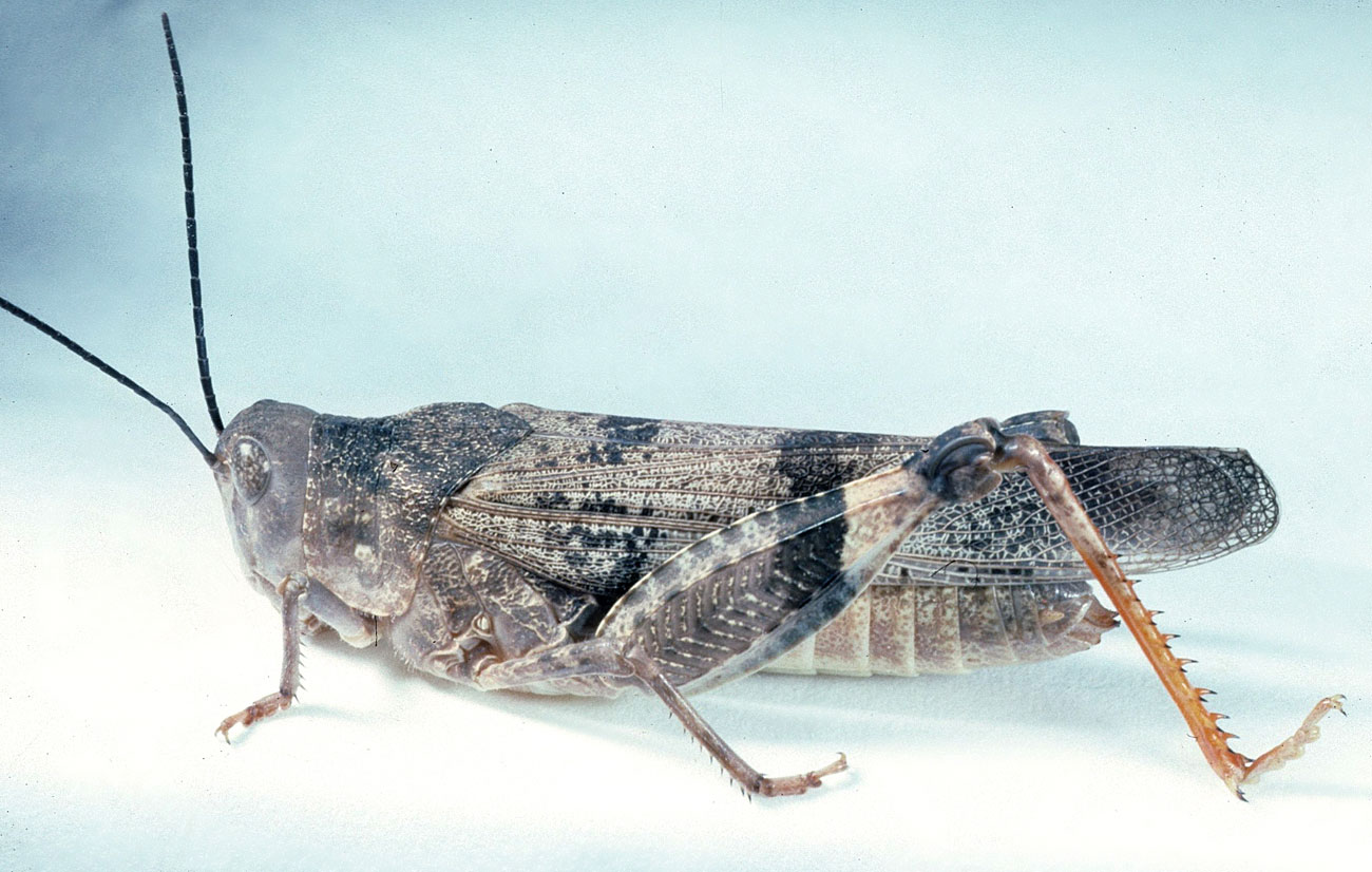 Fig. 6, adult female: BL 28-35.5 mm, FL 14.5-18.3 mm, AS 22-24