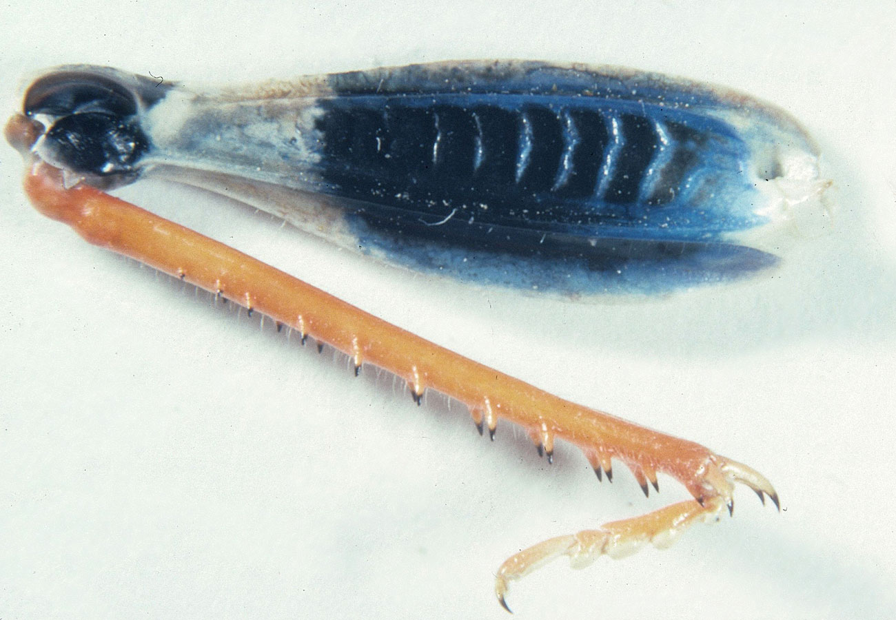 Fig. 8, inner face of female, hind femur, tibia, and tarsus