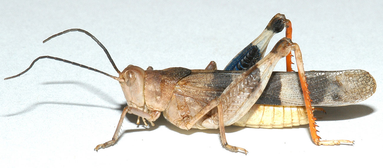 Fig. 5, adult male: BL 24.5-27.5 mm, FL 13.8-15 mm, AS 23-24