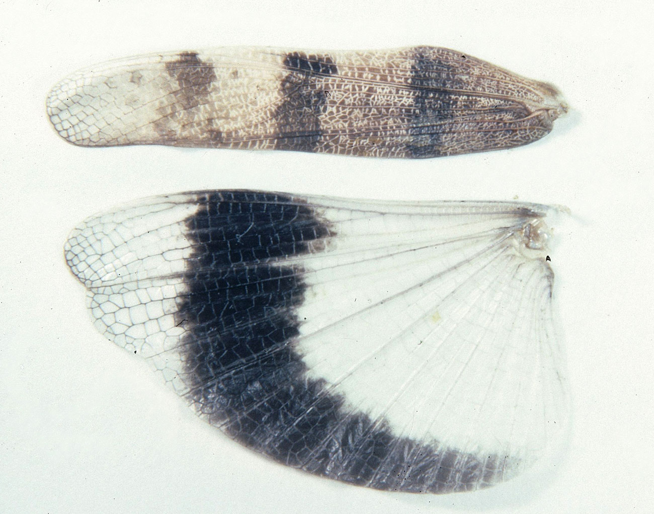 Fig. 7, spread left wings of female