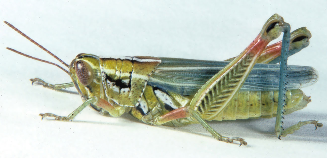 Fig. 7, adult female: BL 20-22 mm, FL 11-12.5 mm, AS 22-24