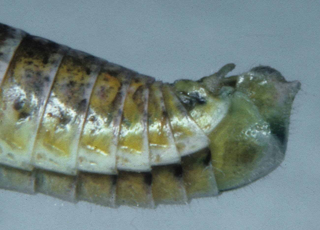 Fig. 9, end abdomen showing preapical tubercle of male subgenital plate