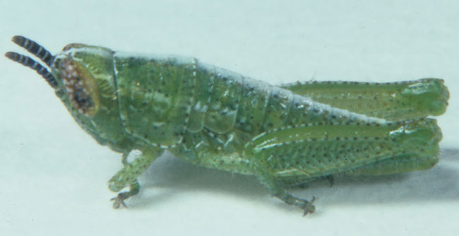 Fig. 1, first instar: BL 5.2-6.1 mm, FL 2.4-3.1 mm, AS 11-12
