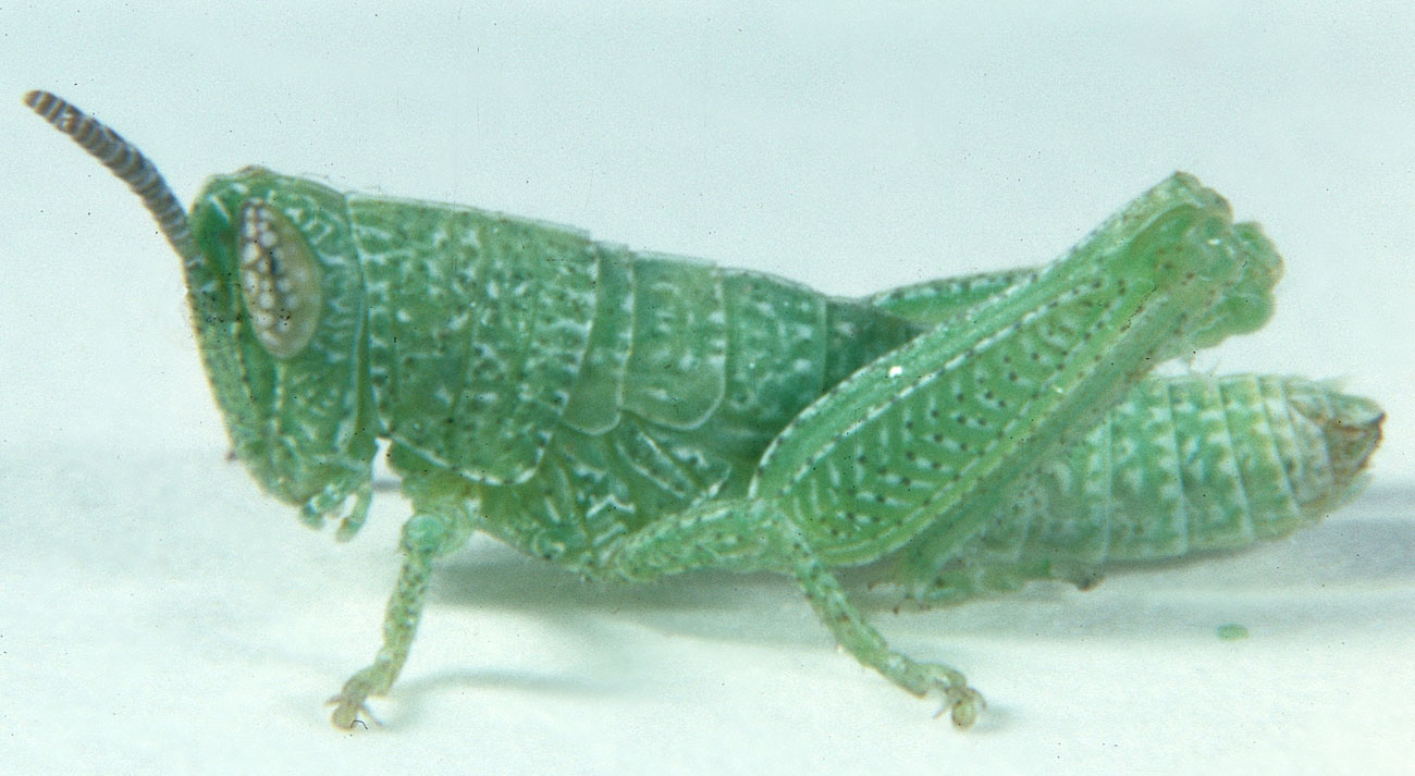 Fig. 2, second instar: BL 6-8 mm, FL 3.7-4.2 mm, AS 14-17
