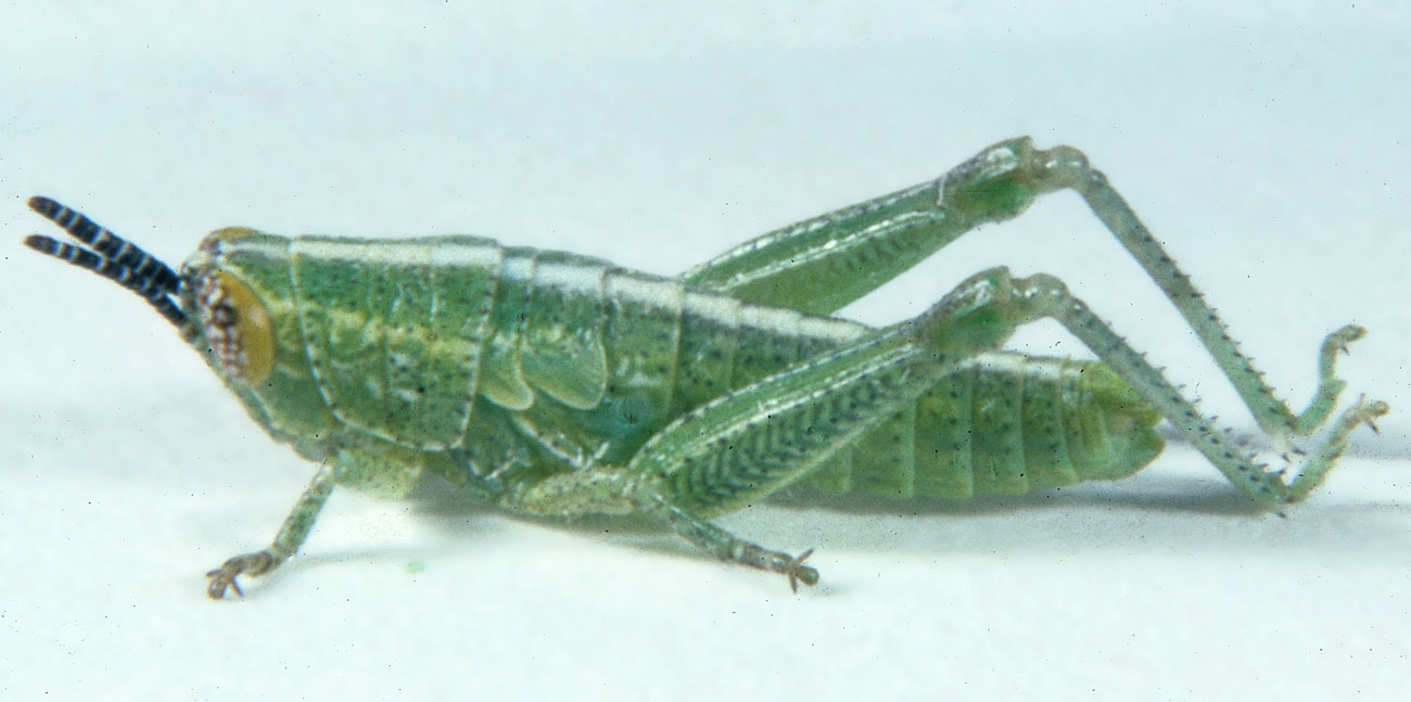 Fig. 3, third instar:BL 8.3-9.1 mm, FL 4.9-5 mm, AS 17-18