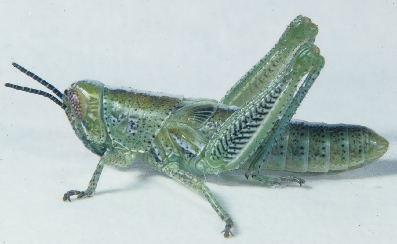 Fig. 4, fourth instar: BL 11-14.2 mm, FL 6.3-7.7 mm, AS 19-20