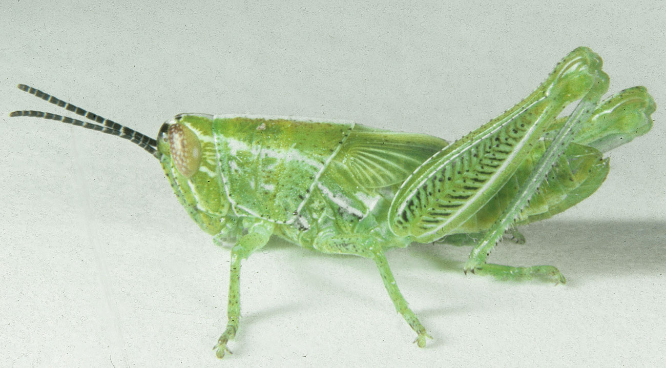 Fig. 5, fifth instar: BL 14.8-16 mm, FL 7.7-10.4 mm, AS 20-22