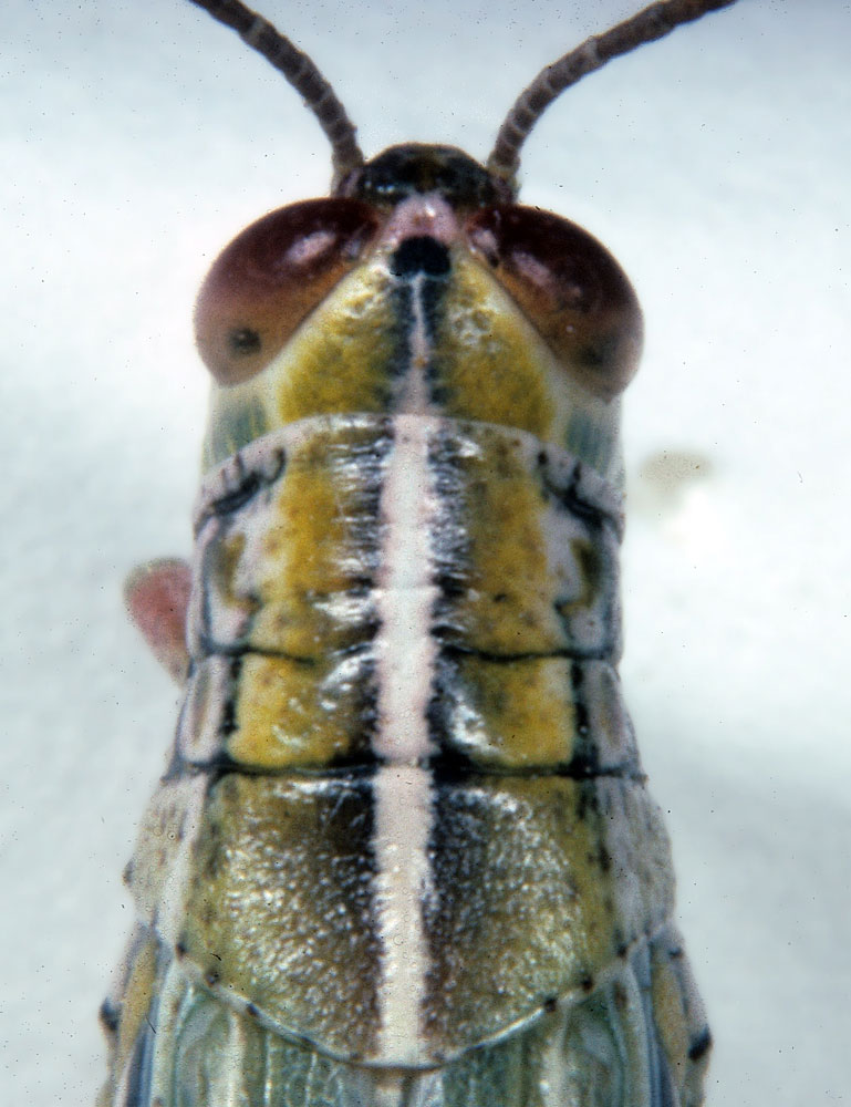 Fig. 8, dorsal view of head and pronotum of adult female