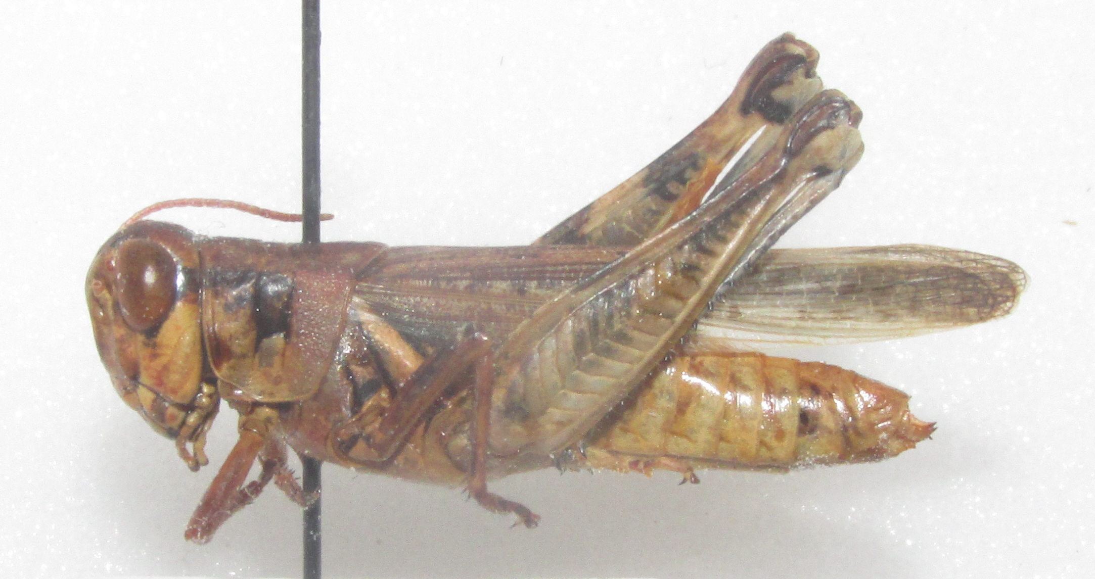 Fig. 2,  Melanplus bispinosus  female