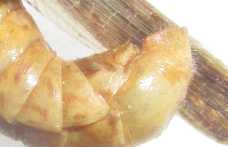Fig. 4,  Melanoplus bispinosus  male abdomen, note the small, spoon-shaped cerci