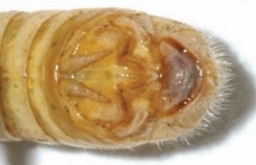 Fig. 5,  Melanoplus bispinosus  male abdomen, note the bilobed supraanal plate