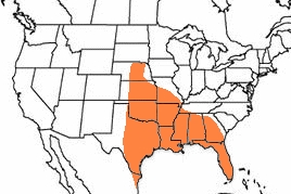 Geographic range of  Melanoplus bispinosus  (Rehn)