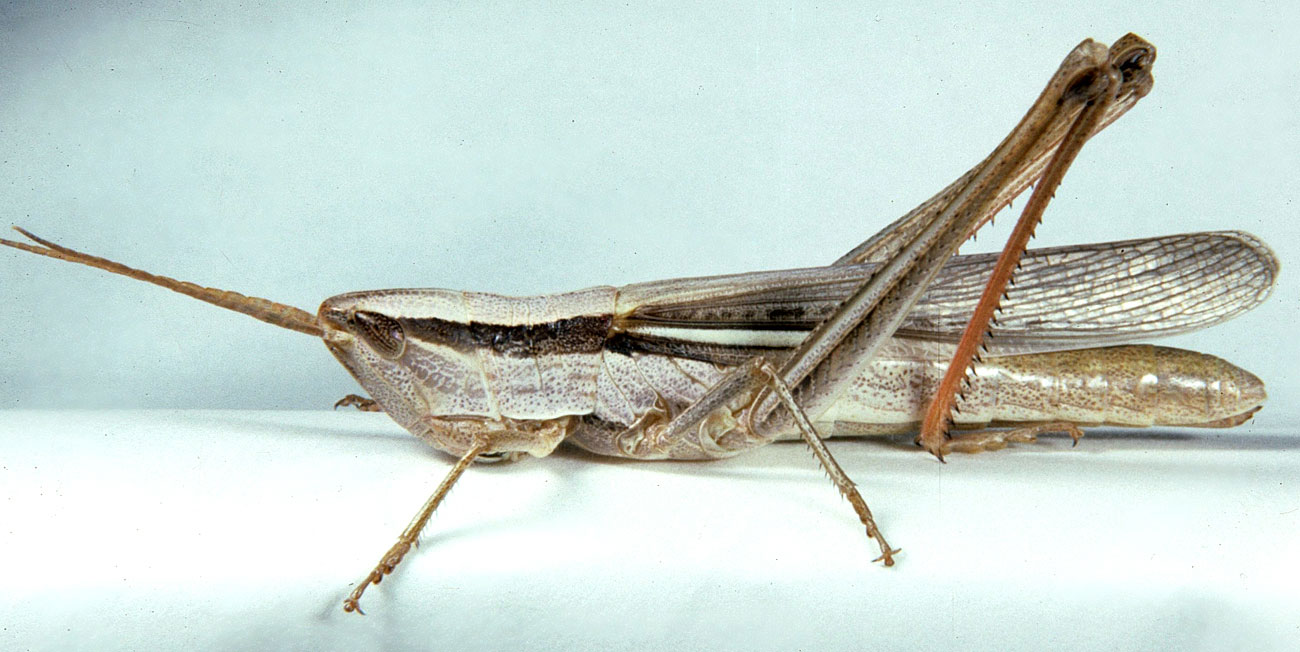 Fig. 7, adult female: BL 35.5-39.8 mm, FL 20.5-24.5 mm, AS 23-24