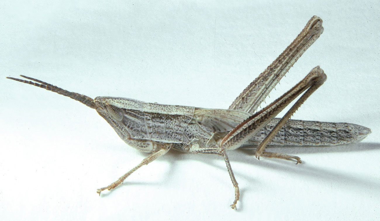 Fig. 5, fifth instar female: BL 28-30 mm, FL 16.8-18 mm, AS 23-24