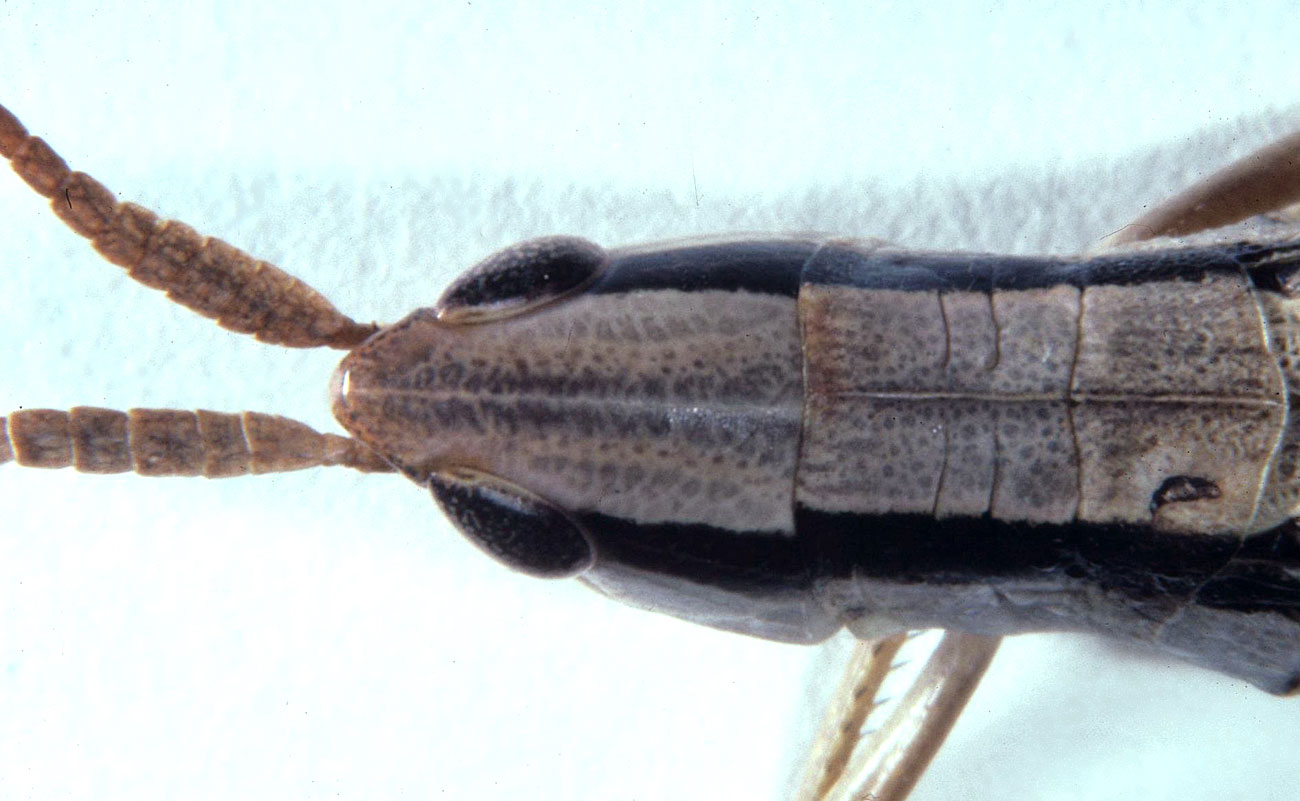 Fig. 8, dorsal view of female's head and pronotum showing ensiform antennae, sulci of pronotal disk, and color patterns