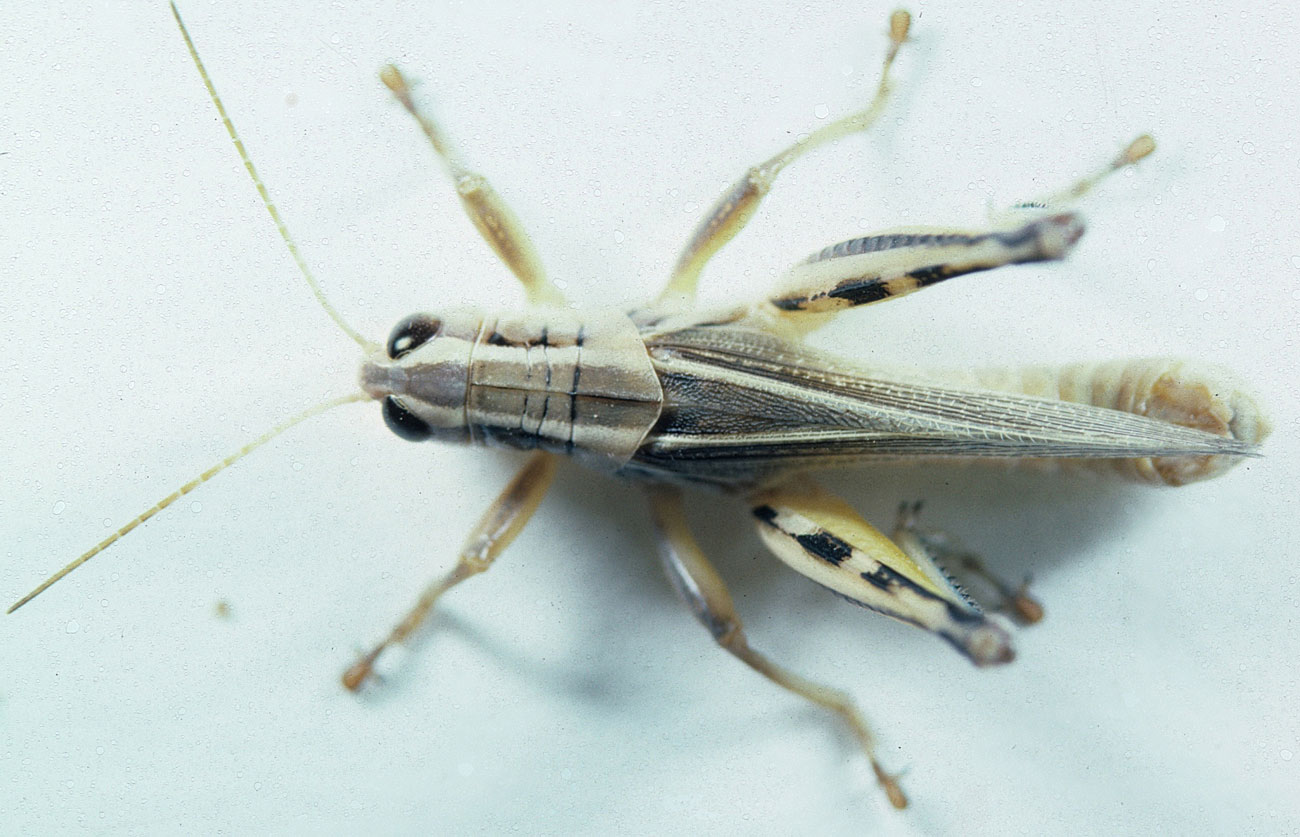 Fig. 8, dorsal view of twostriped grasshopper