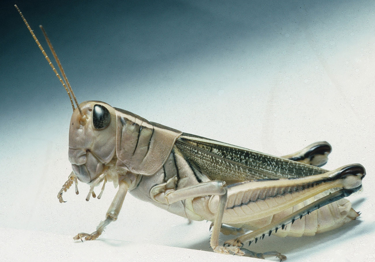 Fig. 7, adult female: BL 36-41 mm, FL 18.5-20.5 mm, AS 27-28