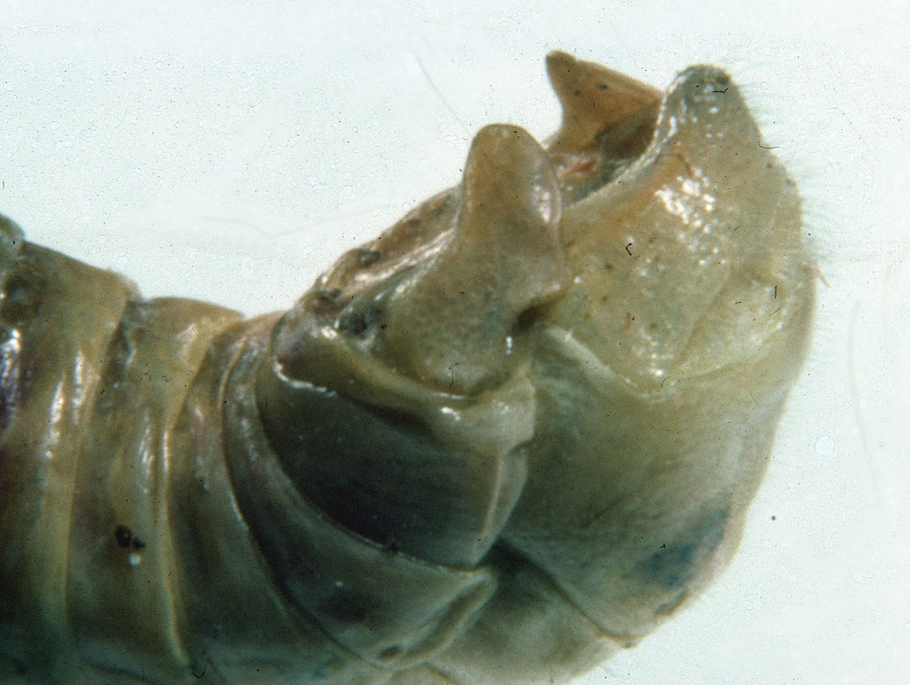 Fig. 9, side view end of male abdomen