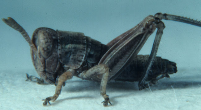 Fig. 1, first instar: BL 5-6.6 mm, FL 2.7-3 mm, AS 12-13