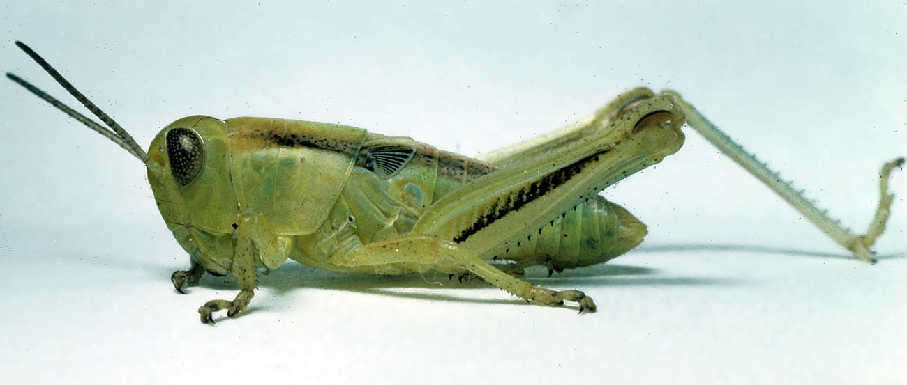 Fig. 4, fourth instar: BL 15-21 mm, FL 8.5-12 mm, AS 23-24