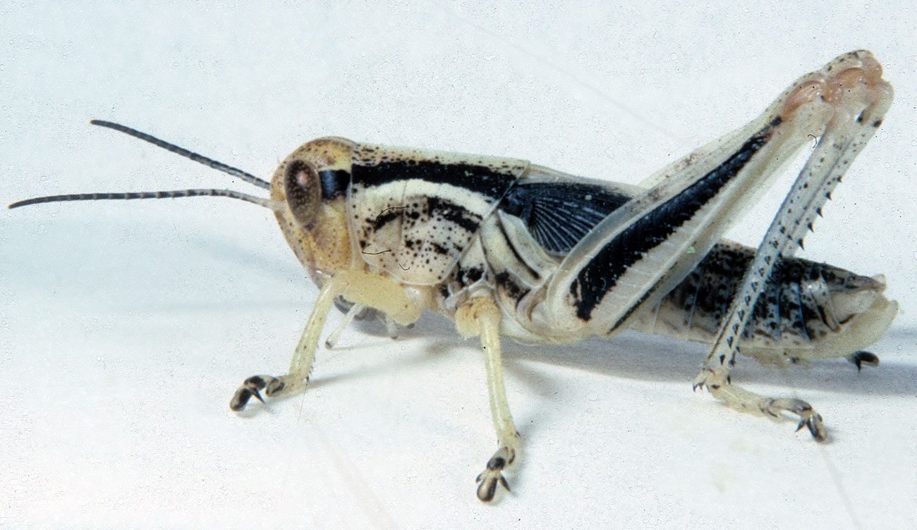 Fig. 5, fifth instar: BL 20-27 mm, FL 12-14 mm, AS 24-26