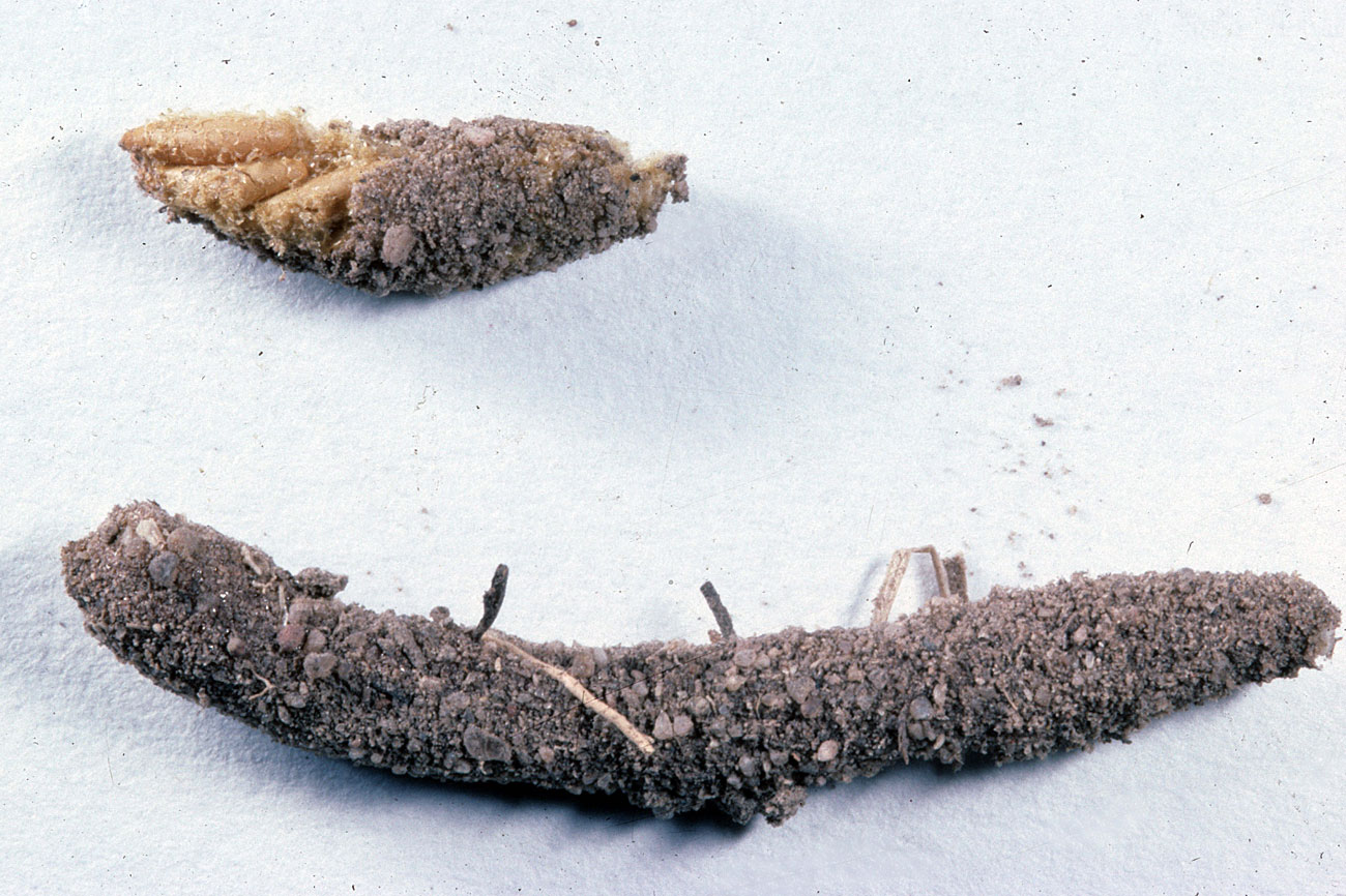 Fig. 10, egg pod and exposed eggs of opened pod