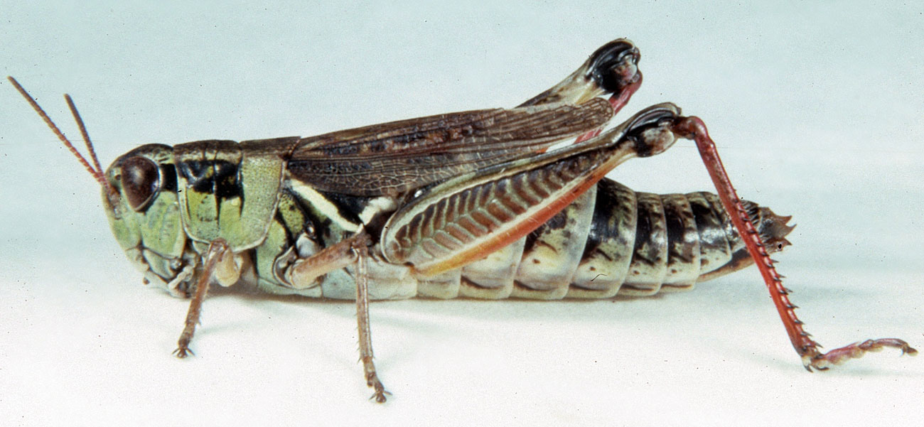 Fig. 7, adult female: BL 18.5-29 mm, FL 10.5-13.8 mm, AS 23-26