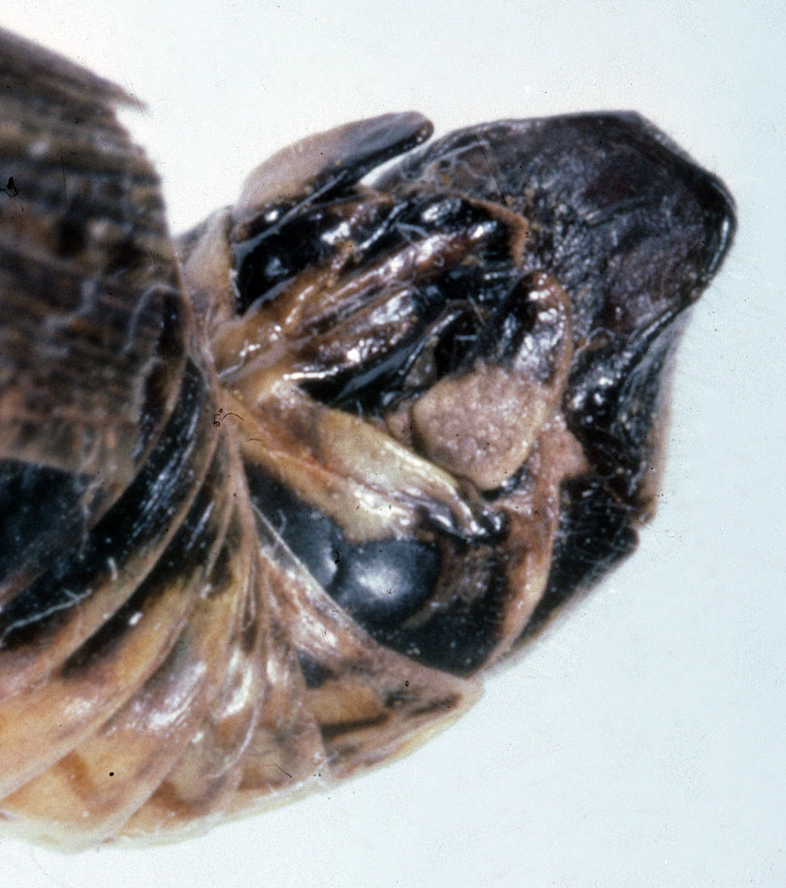 Fig. 9, ends of male abdomen showing the cercus and long arms of furcula