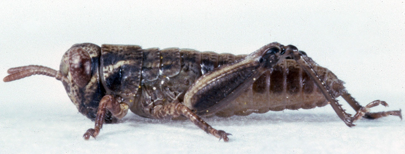 Fig. 1, first instar: BL 4-4.8 mm, FL 2.2-2.6 mm, AS 13