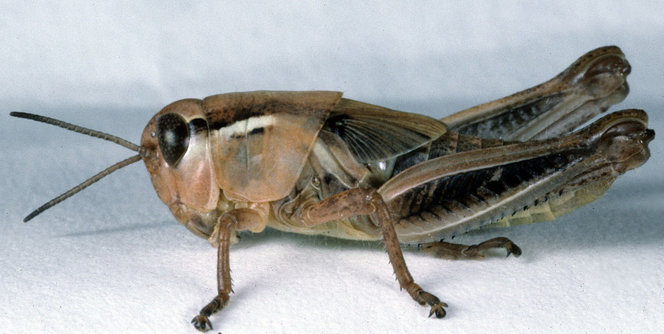 Fig. 5, fifth instar: BL 14-17.5 mm, FL 9.2-10.1 mm, AS 23-24