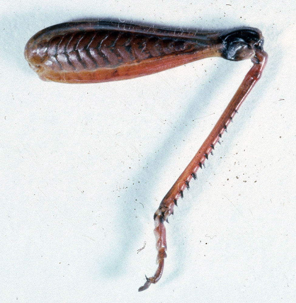 Fig. 8, left hindleg of male