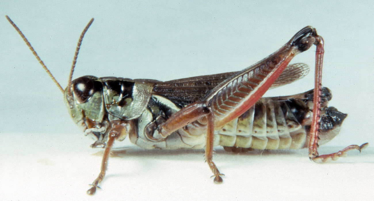 Fig. 6, adult male: BL 19.5-21 mm, FL 10.5-12 mm, AS 24-26