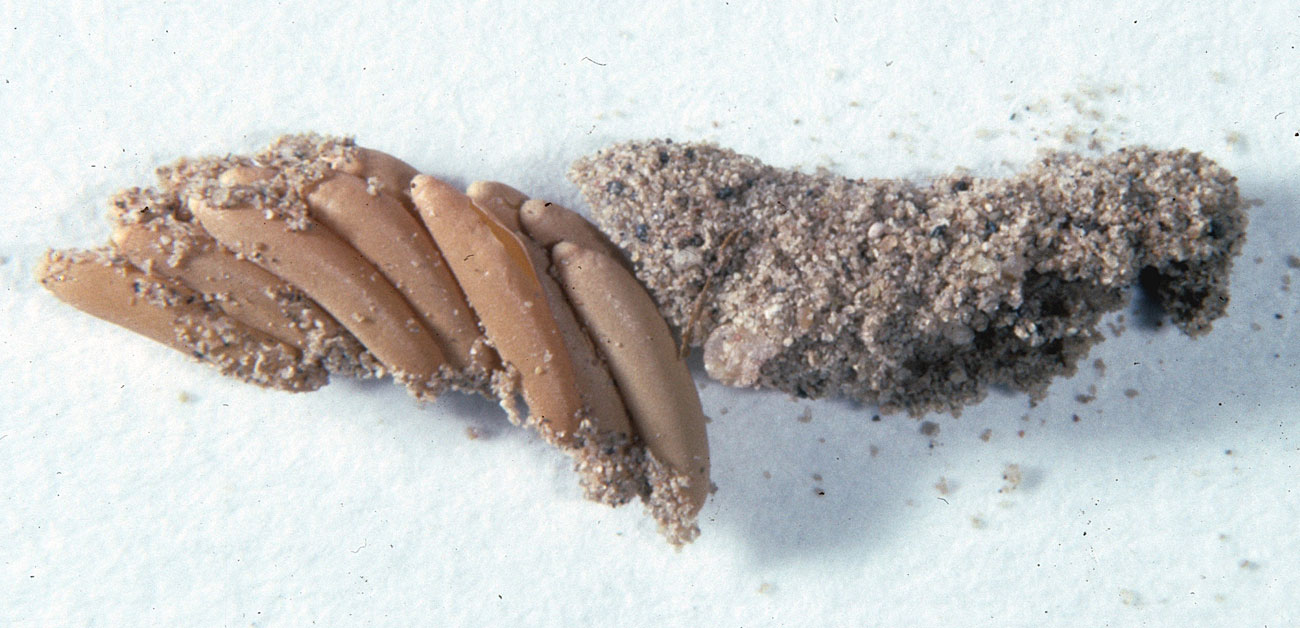 Fig. 9, egg pod showing exposed eggs in bottom half of pod