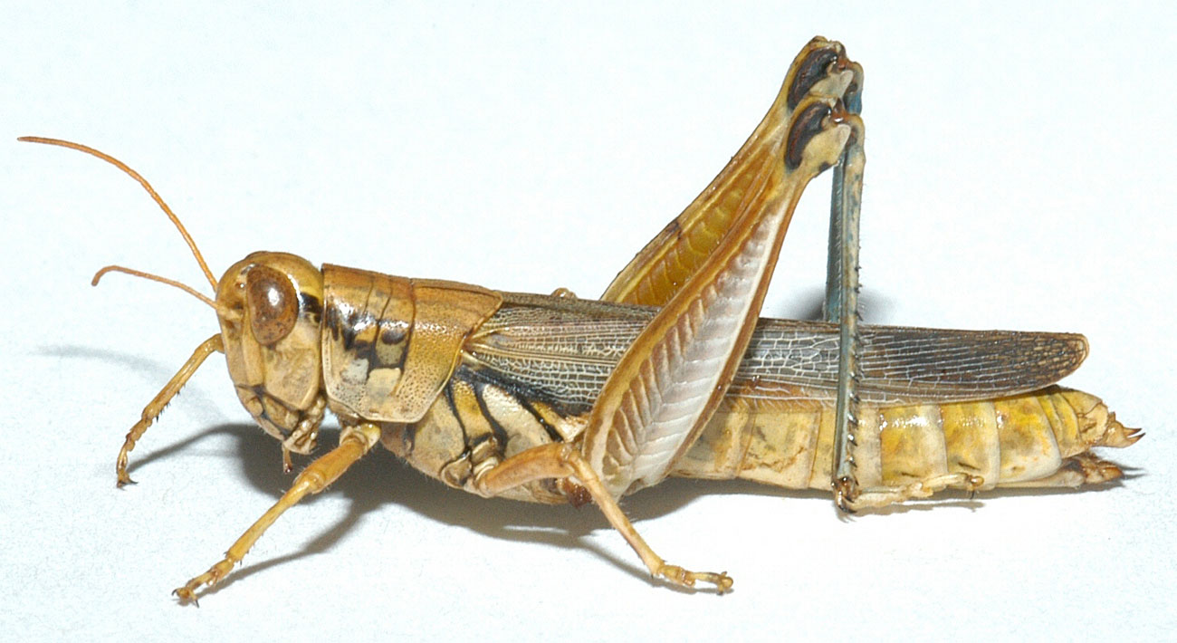 Fig. 7, adult female: BL 22.5-26.5 mm, FL 12-14.5 mm, AS 24