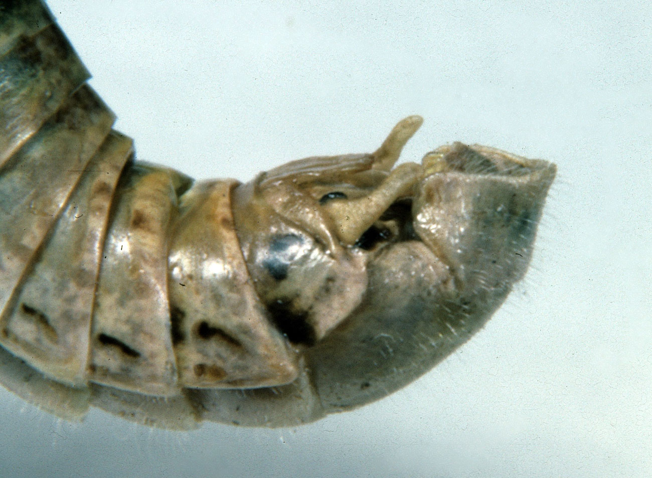 Fig. 8, End of adult male abdomen showing the cercus.