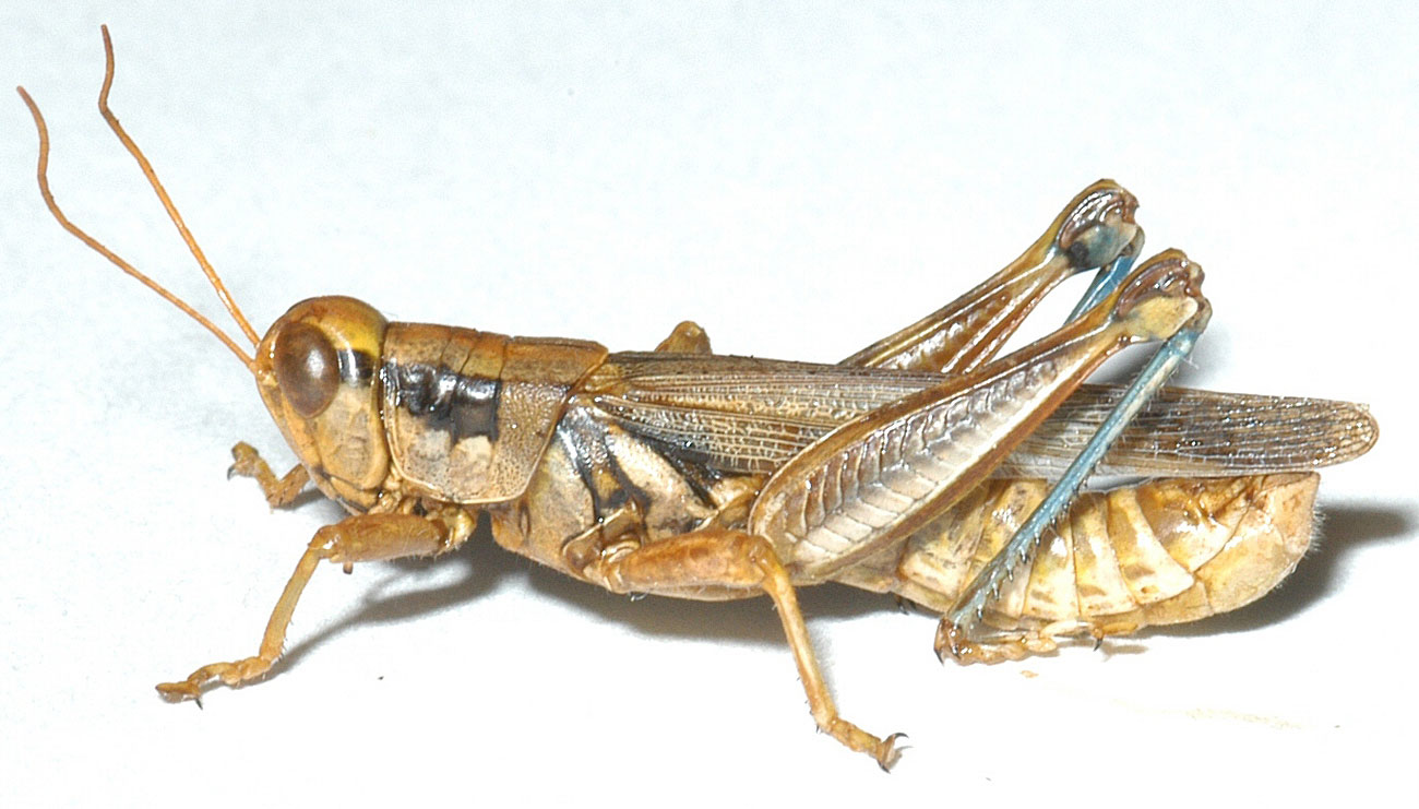 Fig. 6, adult male: BL 19-24.5 mm, FL 11.5-12.5 mm, AS 24-25