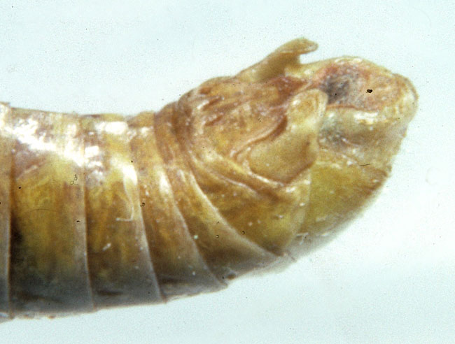 Fig. 8, cercus of adult male pasture grasshopper