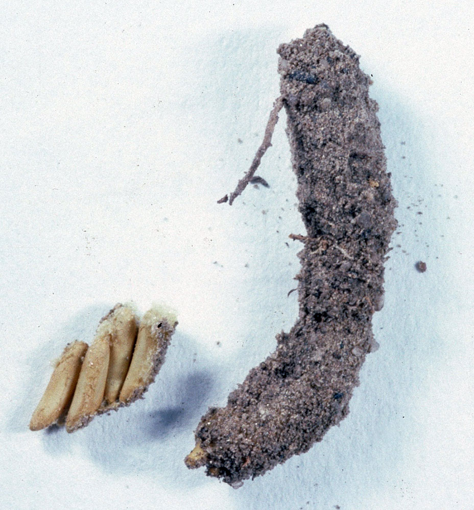 Fig. 10, egg pod and exposed eggs