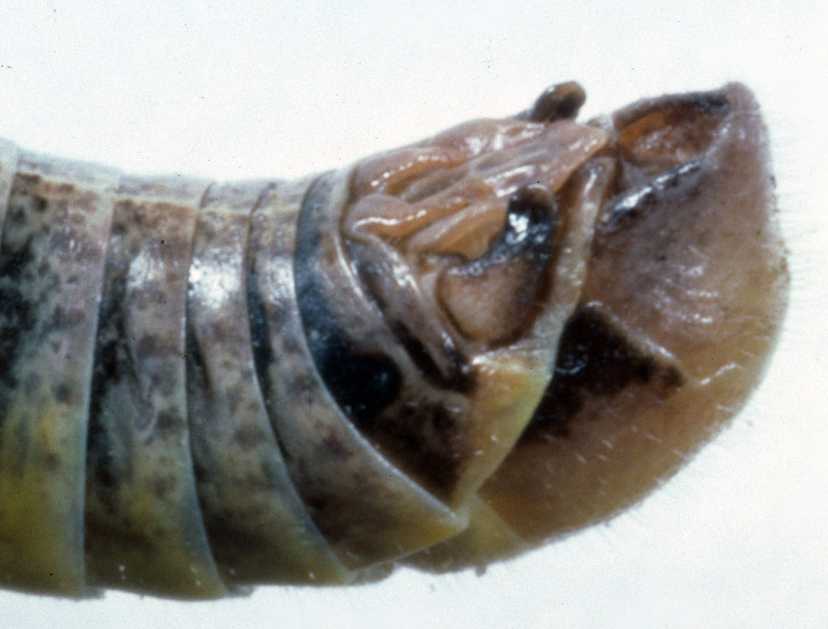 Fig. 9, end of male abdomen showing the cercus