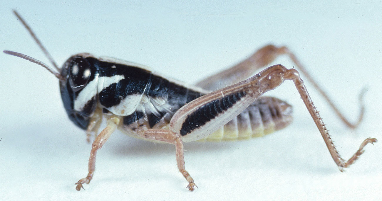 Fig. 3, third instar: BL 6.9-8.8 mm, FL 4.3-4.4 mm, AS 19-20