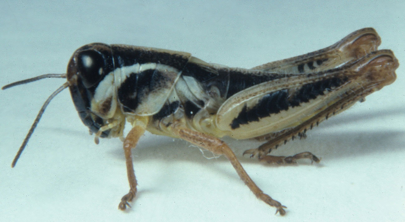 Fig. 5, fifth instar: BL 10-13 mm, FL 7.3-8 mm, AS 22-24