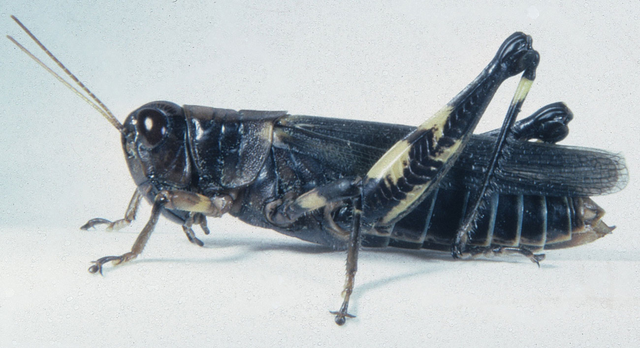 Fig. 9, adult female (melanistic phase): BL 32-41 mm, FL 16.5-19 mm, AS 26-28