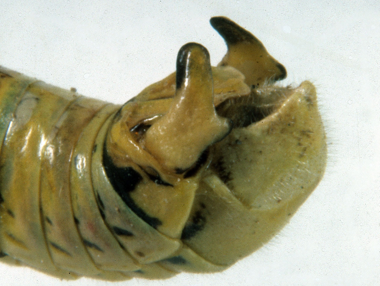 Fig. 10, side view end of male abdomen