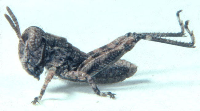 Fig. 1, first instar: BL 5.3-6 mm, FL 2.2-2.4 mm, AS 12-14