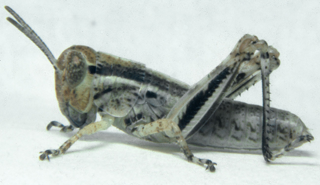 Fig. 3, third instar: BL 9.4-12.6 mm, FL 5.0-5.1 mm, AS 19-20